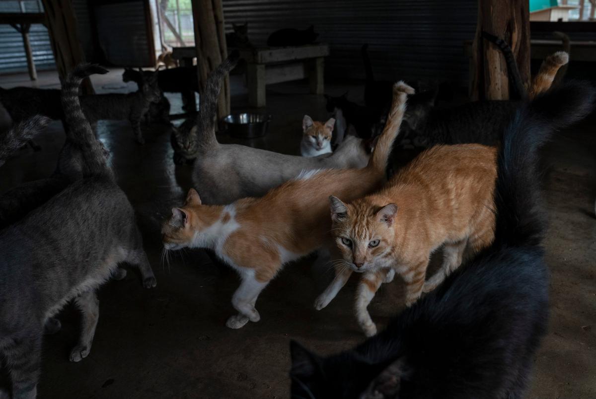 Animal welfare advocates will plead with Texas lawmakers to help cities